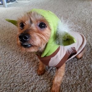 Star Wars Yoda Halloween Dog Costume